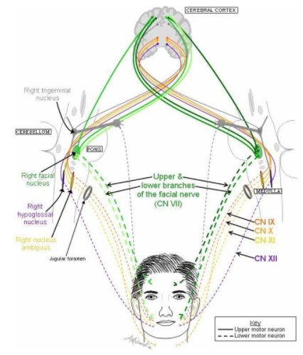 The corticobulbar tract projecting to various cranial nerve motor nuclei